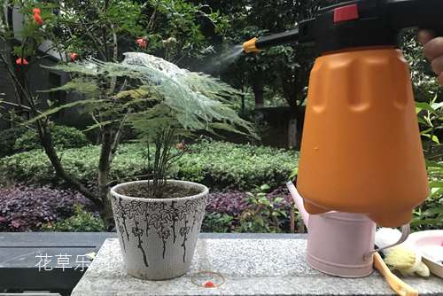 山楂泡水喝禁忌及——精品国产乱码久久久久久蜜桃，意想不到的健康风险与正确饮用指南
